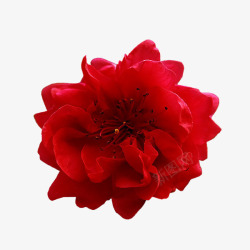 鲜花花朵玫瑰月季牡丹花素材