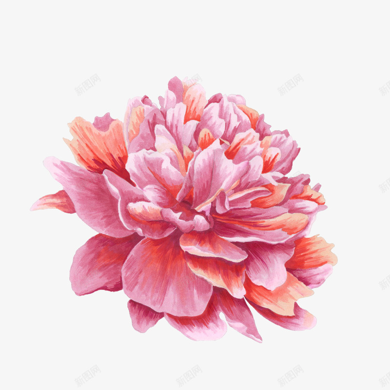粉色的牡丹花png免抠素材_88icon https://88icon.com png图形 png装饰 牡丹花 粉色 花朵 装饰