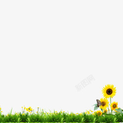 草地太阳花素材