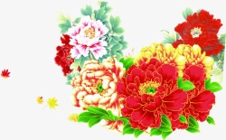 五月五端午节大红色牡丹花素材