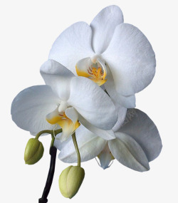 白色牡丹花植物花朵素材