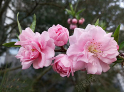 真实粉色多层碧桃花素材