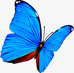蓝色美丽蝴蝶素材
