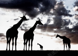 美丽的非洲草原动物剪影素材
