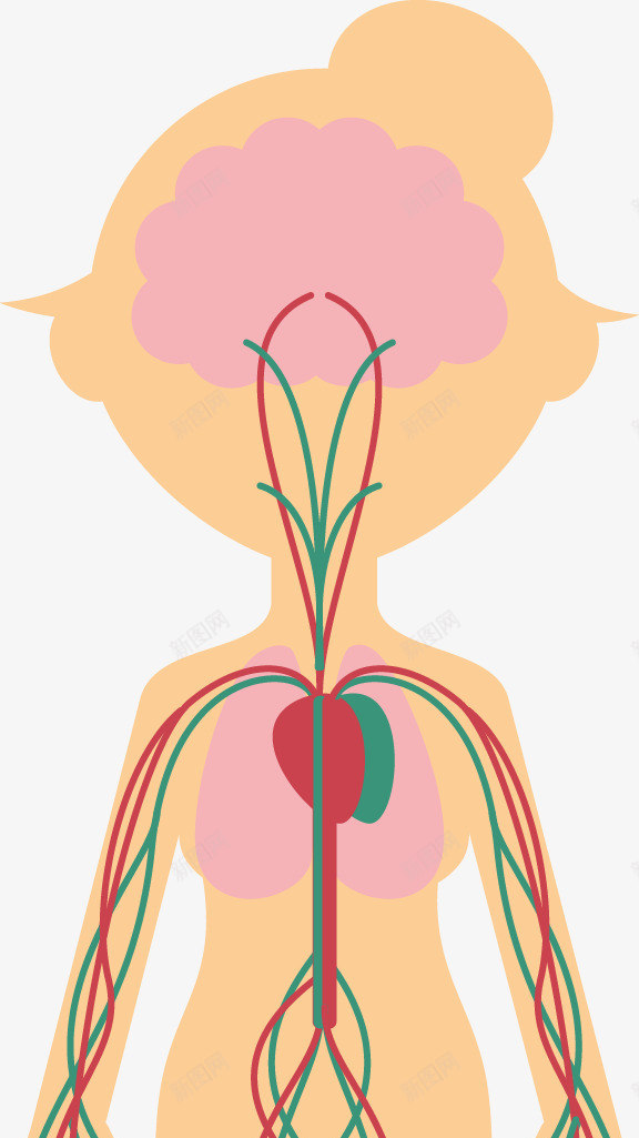 人体系统png免抠素材_88icon https://88icon.com 人体 人体器官 人体躯干 人的肢体 卡通人体 卡通肢体 器官 四肢 女人躯体 胰脏 躯体