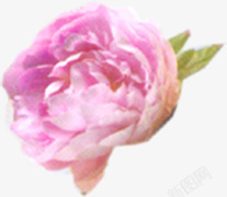 粉色牡丹花卉素材