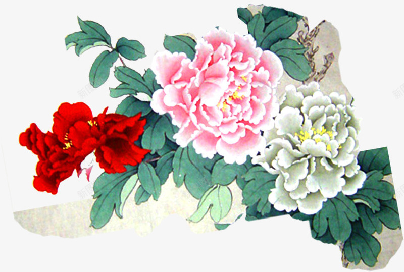 手绘水彩牡丹花海报png免抠素材_88icon https://88icon.com 水彩 海报 牡丹花