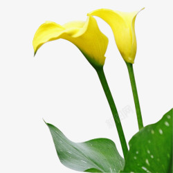 馨香两朵黄色马蹄莲高清图片