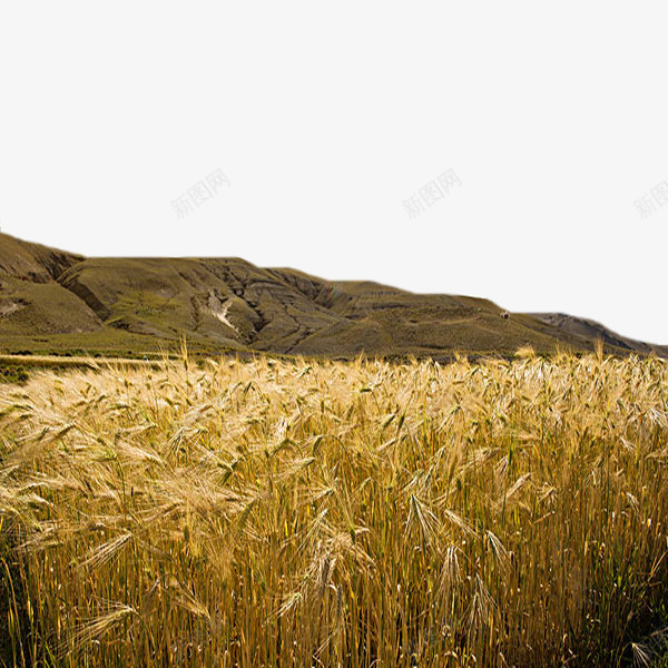金色的小麦png免抠素材_88icon https://88icon.com 丰收的 乡村 乡村剪影 剪影 卡通 小麦 简笔 美丽的 金色的