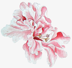 粉色复古水彩牡丹花朵素材