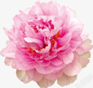 粉色盛开的牡丹花元素素材