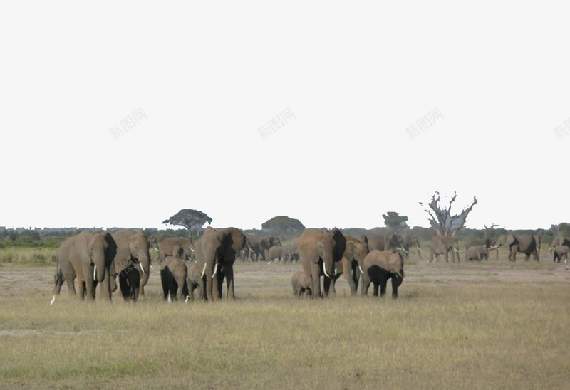 美丽的大草原png免抠素材_88icon https://88icon.com 大草原 大象 斑马 荒漠 非洲