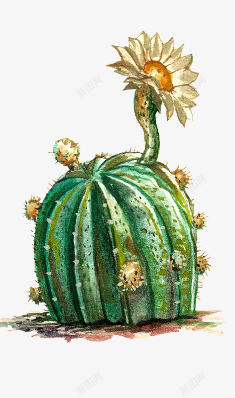 水彩开花的仙人掌植物png免抠素材_88icon https://88icon.com 创意 卡通 图案 手绘 植物 水彩 笔刷 设计