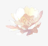 白色牡丹花水彩花朵素材