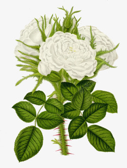 白色手绘牡丹花素材