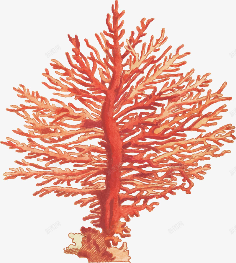 手绘风美丽红色珊瑚矢量图ai免抠素材_88icon https://88icon.com 手绘珊瑚 手绘风 珊瑚 矢量png 红色珊瑚 美丽珊瑚 矢量图