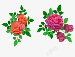 粉玫瑰红牡丹花朵植物素材
