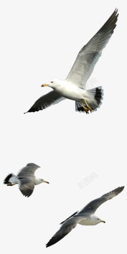 飞舞海鸥飞舞的海鸥高清图片