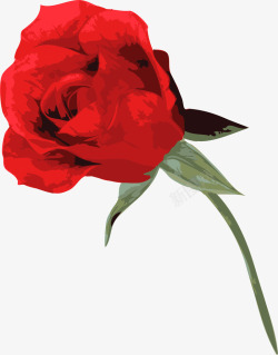 春暖花开美丽红色玫瑰花素材