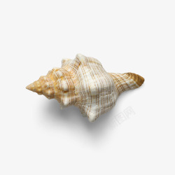 实物天然美丽贝壳海螺素材