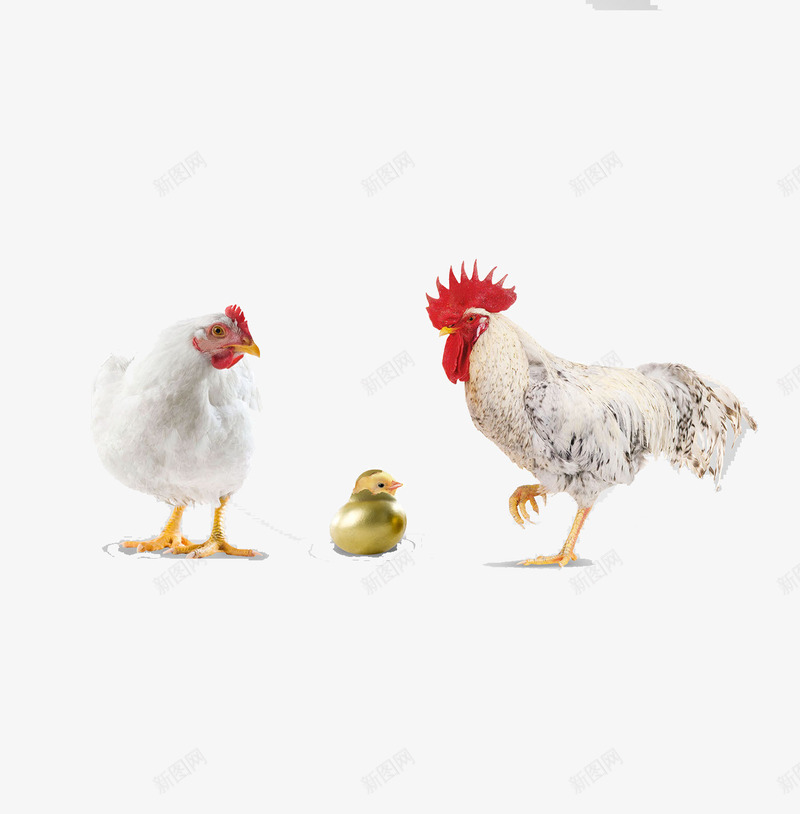 公鸡母鸡带小鸡png免抠素材_88icon https://88icon.com 刚出壳的小鸡 白色的母鸡 美丽的公鸡 花白色的公鸡