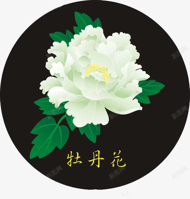 白色牡丹花png免抠素材_88icon https://88icon.com 牡丹花 牡丹花骨朵 白色 素材 花朵