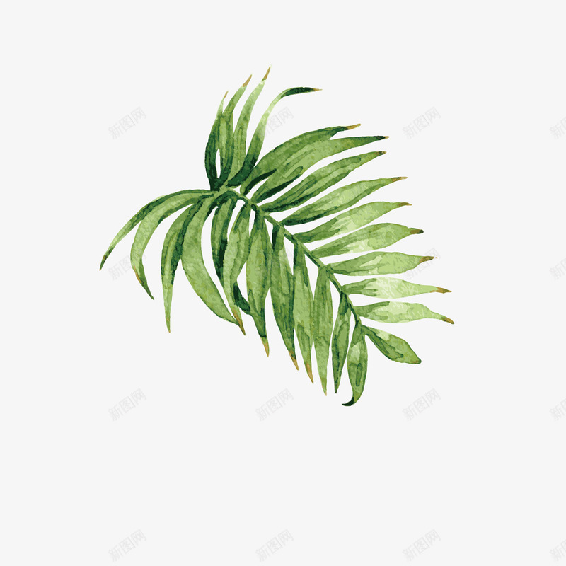 淡色的美丽植物手绘矢量图ai免抠素材_88icon https://88icon.com 唯美 水彩手绘 简约 绿叶 绿色叶子 针叶 矢量图