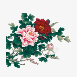 牡丹花中国风手绘花朵素材