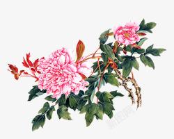 粉色牡丹花朵手绘唯美素材