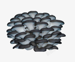 黑牡丹菇蘑菇高清图片