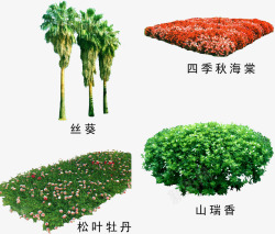 松叶牡丹绿植树木高清图片