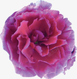 紫色盛放牡丹花卉七夕素材