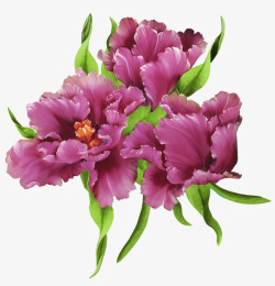 牡丹花紫色花朵素材