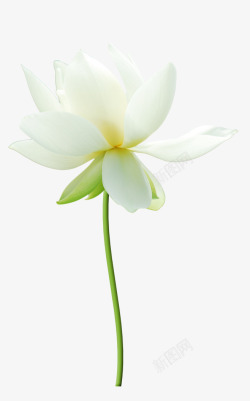 白色花朵牡丹花素材
