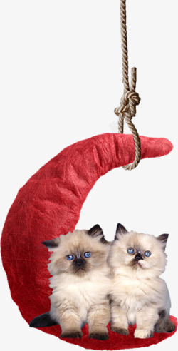 吊挂的抱枕月亮抱枕和猫咪高清图片
