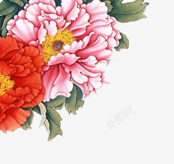 红色牡丹花素材