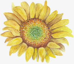 手绘黄色太阳花向日葵素材