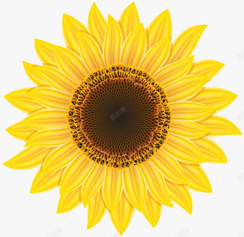 清晰边缘的向日葵png免抠素材_88icon https://88icon.com 向日葵 向阳花 太阳花 清晰 边缘
