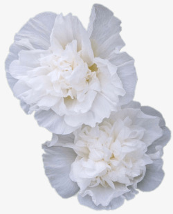 白色的花美丽植物素材