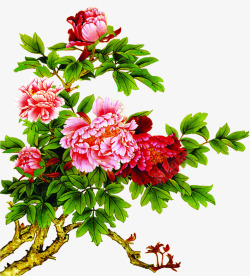 粉色国花牡丹手绘素材