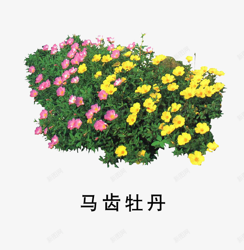 马齿牡丹png免抠素材_88icon https://88icon.com 叶子 盆景 红花 绿色 马齿牡丹 黄花