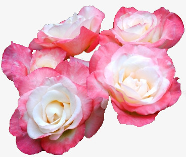 粉色花簇png免抠素材_88icon https://88icon.com 牡丹 粉色 花朵 花束 花簇 鲜花