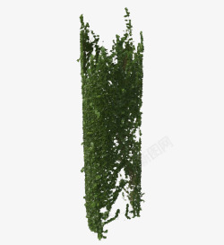 墙上绿色藤蔓垂吊植物素材