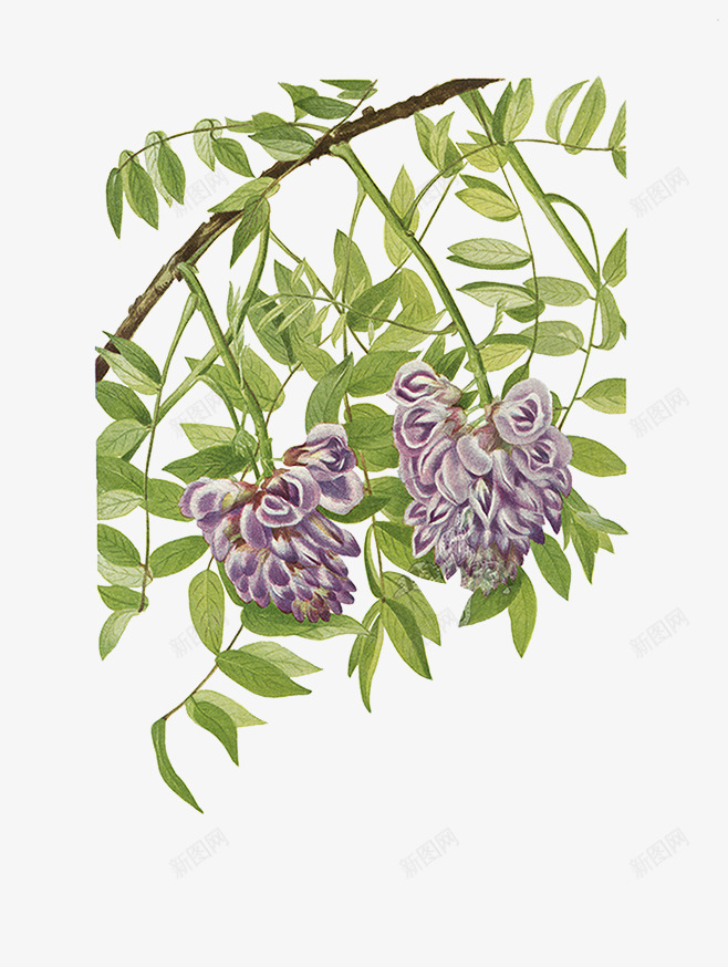 紫藤png免抠素材_88icon https://88icon.com 植物 紫色花 紫藤