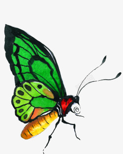 手绘绿色水彩蝴蝶素材