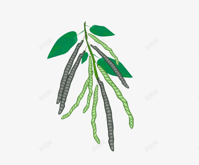 卡通绘画绿豆绿豆夹png免抠素材_88icon https://88icon.com 卡通植物 成熟豆荚 植物 绘画 绿豆叶 绿豆荚 豆科植物 豆荚