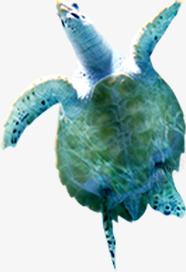 海龟海洋生物夏日素材