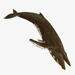 一只黑色的座头鲸百科插图素材