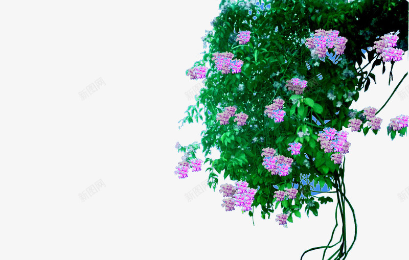 藤本植物png免抠素材_88icon https://88icon.com 爬墙虎 爬山虎 绿萝 花叶绿萝 藤本 藤本植物 藤蔓