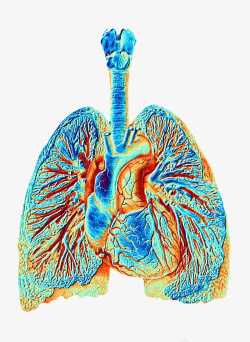 冠状动脉肺部血管彩色插画高清图片